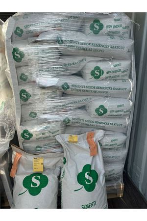 PALMİYE TOHUMCULUK  20 KG İTHAL ISPANAK TOHUMU
