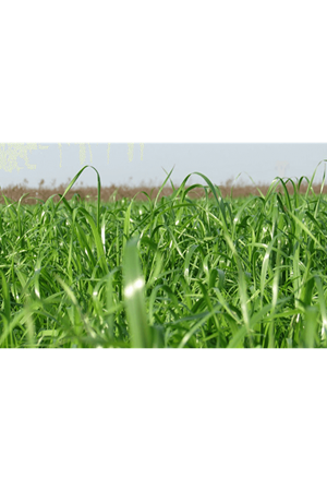 ULUSOY TOHUM  CARAMBA MİX 2 (KARIŞIM) SÜT OTU TOHUMU