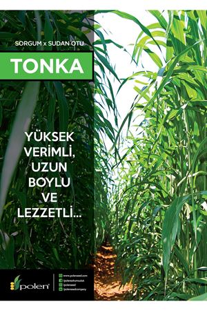 POLEN TOHUM TONKA  SORGUM SUDAN OTU TOHUMU