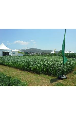 ULUSOY TOHUM  GREENGO SORGUM SUDAN OTU TOHUMU