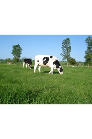 ULUSOY TOHUM FLORA K ( ÇAYIR MERA KARIŞIMI )  OTU TOHUMU