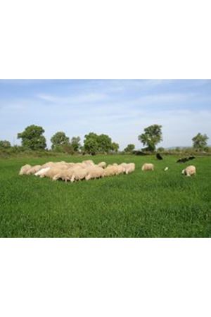 ULUSOY TOHUM FLORA K ( ÇAYIR MERA KARIŞIMI )  OTU TOHUMU