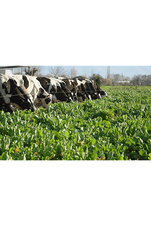 ULUSOY TOHUM  Polybra Yem Şalgam Tohumu, Kök Tipi 