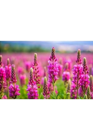 ULUSOY TOHUM KORUNGA  OTU TOHUMU