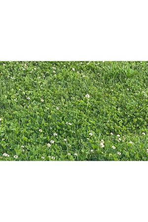 ULUSOY TOHUM  AK ÜÇGÜL  ( Trifolium Repens ) OTU TOHUMU