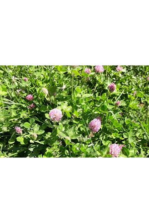 ULUSOY TOHUM ÇAYIR ÜÇGÜLÜ OTU TOHUMU