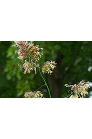 ULUSOY TOHUM DOMUZ AYRIĞI OTU TOHUMU 