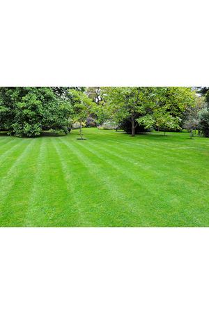 ULUSOY TOHUM 4M DYNAMİC ÇİM TOHUMU