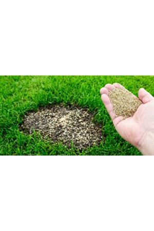 ULUSOY TOHUM TAMİR ÇİMİ TOHUMU