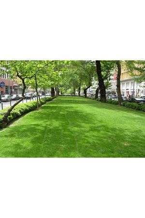 ULUSOY TOHUM 4M JOKER ÇİM TOHUMU