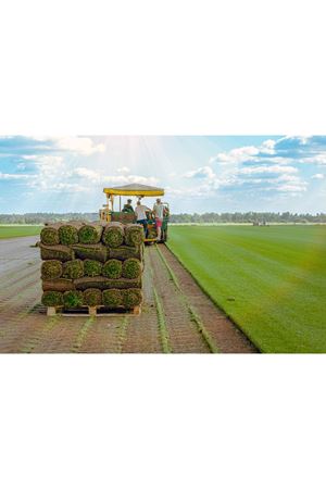 ULUSOY TOHUM  RULO ÇİM İÇİN  SOD MİX  ÇİM TOHUMU