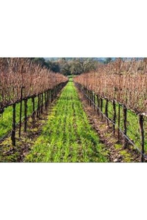 ULUSOY TOHUM  SCOTTO YER ÖRTÜCÜ KARIŞIMLAR