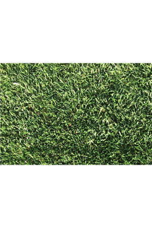 ULUSOY TOHUM FESTUCA ARUNDİNACEA  ÇİM TOHUMU