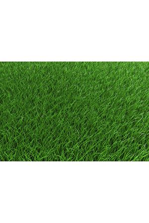 ULUSOY TOHUM FESTUCA RUBRA RUBRA ÇİM TOHUMU