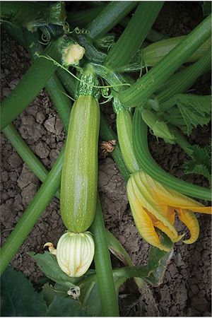 GENTO TOHUM STAREX F1 BEYAZ KABAK TOHUMU