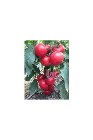 BT ZEYNEP F1 SIRIK DOMATES TOHUMU
