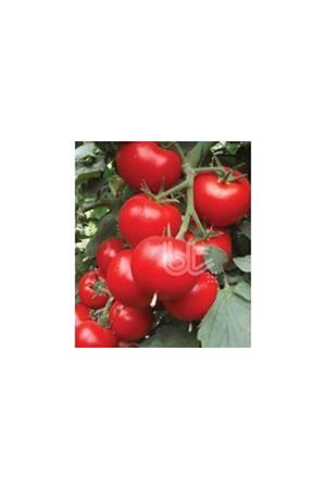 BT GÜLLE F1 SIRIK DOMATES TOHUMU