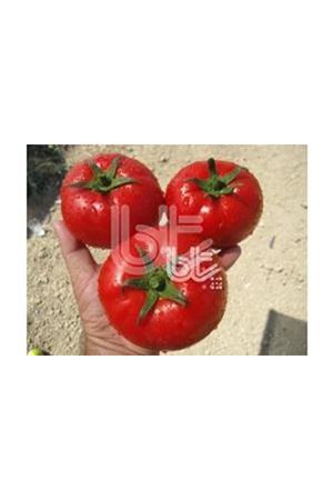 BT  TAYLİN F1 SIRIK DOMATES TOHUMU