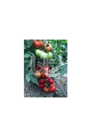BT MEDAR F1 SIRIK DOMATES TOHUMU