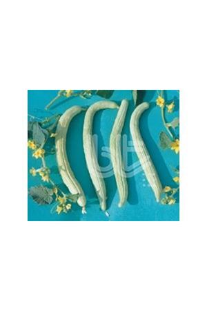 BT ANADOLU ACUR 016  TOHUMU