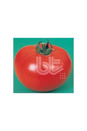 BT SC 2121 STANDART DOMATES TOHUMU