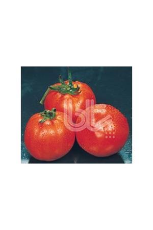 BT FALCON STANDART DOMATES TOHUMU