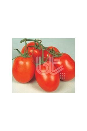 BT RİO GRANDE STANDART DOMATES TOHUMU