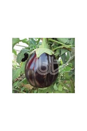 BT  TOPAN 374  STANDART PATLICAN TOHUMU