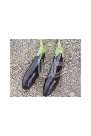 BT KEMER 27  STANDART PATLICAN TOHUMU 