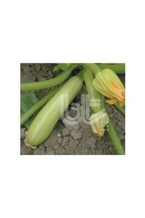  BT BUR-SAKIZ STANDART KABAK TOHUMU