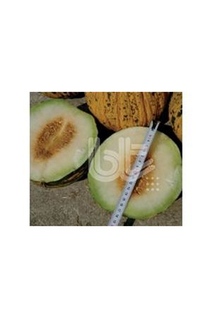 BT AKHİSAR TOPAN 16 KAVUN TOHUMU