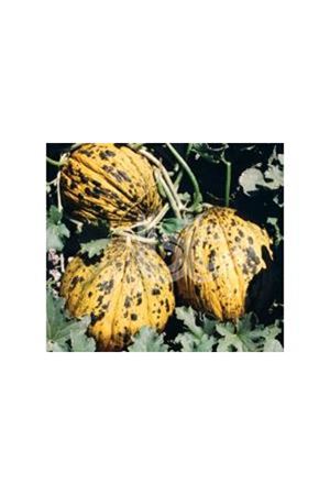 BT KIRKAĞAÇ 637 KAVUN TOHUMU