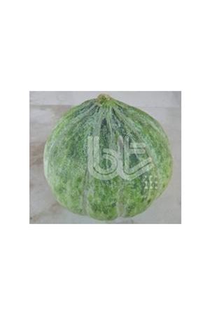 BT DAMGA KAVUN TOHUMU