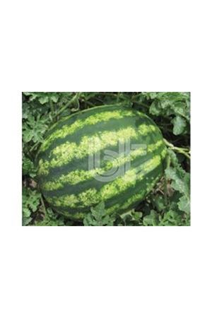 BT GALAKSİ KARPUZ TOHUMU