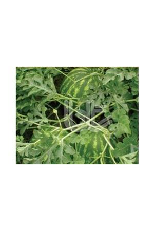 BT GALAKTİKA KARPUZ TOHUMU