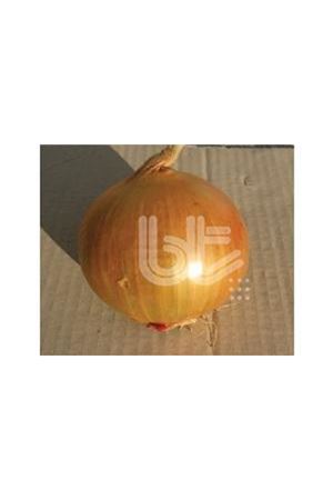 BT BUR-TOP SOĞAN TOHUMU