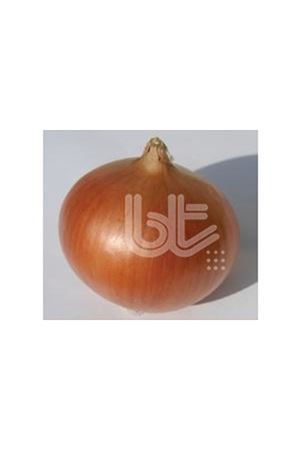 BT PAN 88 SOĞAN TOHUMU