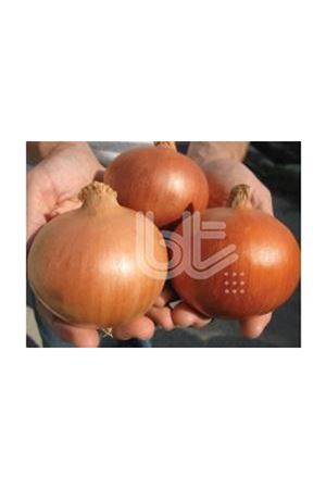 BT DEPOCU  SOĞAN TOHUMU