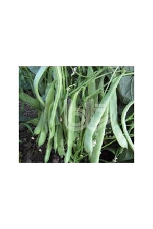 BT BALKIZ  FASÜLYE TOHUMU