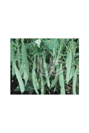 BT ROMANO 26 FASÜLYE TOHUMU