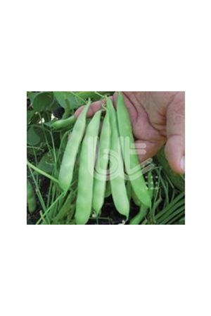 BT TEZEREN FASÜLYE TOHUMU