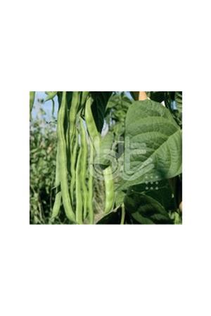 BT ALMAN AYŞE  6  FASÜLYE TOHUMU