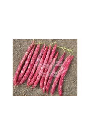 BT SIRIK 97  BARBUNYA TOHUMU