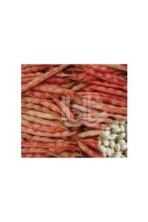 BT ANTUNYA  SIRIK BARBUNYA TOHUMU