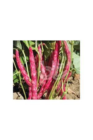 BT KINALI OTURAK BARBUNYA TOHUMU