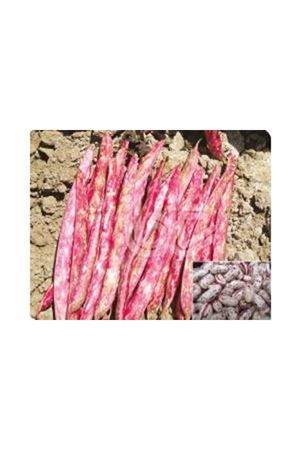 BT KEKLİK  OTURAK BARBUNYA TOHUMU