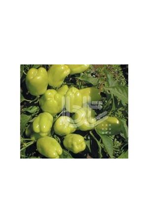 BT DİK DOLMA 16 BİBER TOHUMU