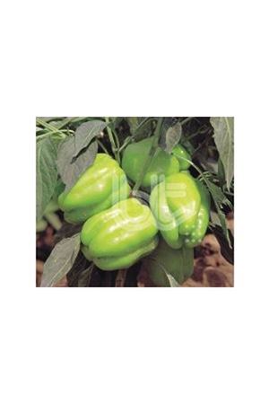 BT KANDİL DOLMA  BİBER TOHUMU