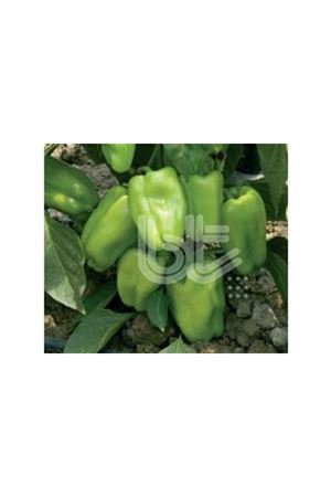 BT SUPER DOLMA 016  BİBER TOHUMU