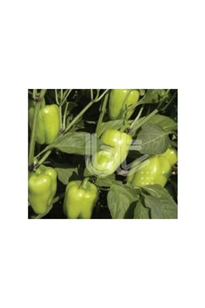 BT DURU 016 BİBER TOHUMU